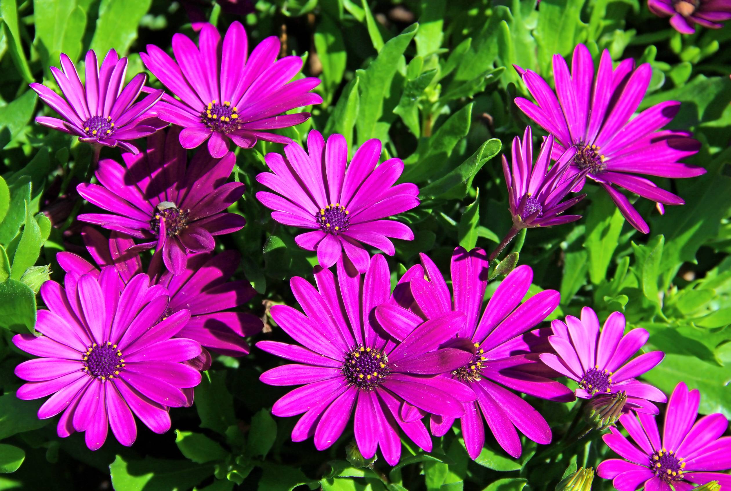 EYEDWARHA AFRICAN DAISY IS A NEGLECTED UNDERUTILISED PLANT11