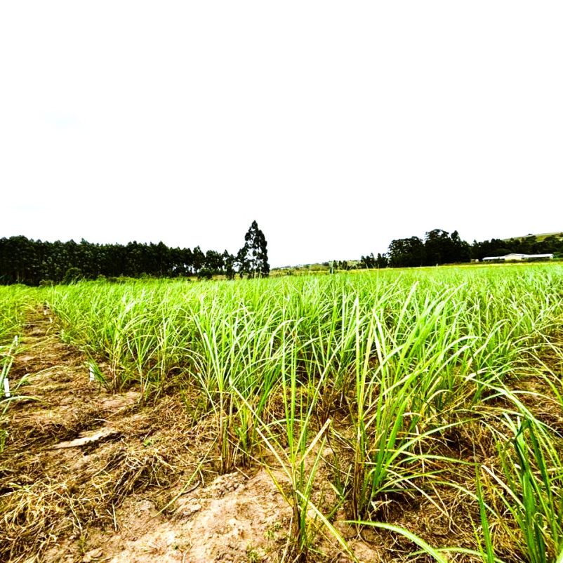 AGRICULTURE EXPERTS TO GATHER AT WALTER SISULU FOR SASAE CONFERENCE