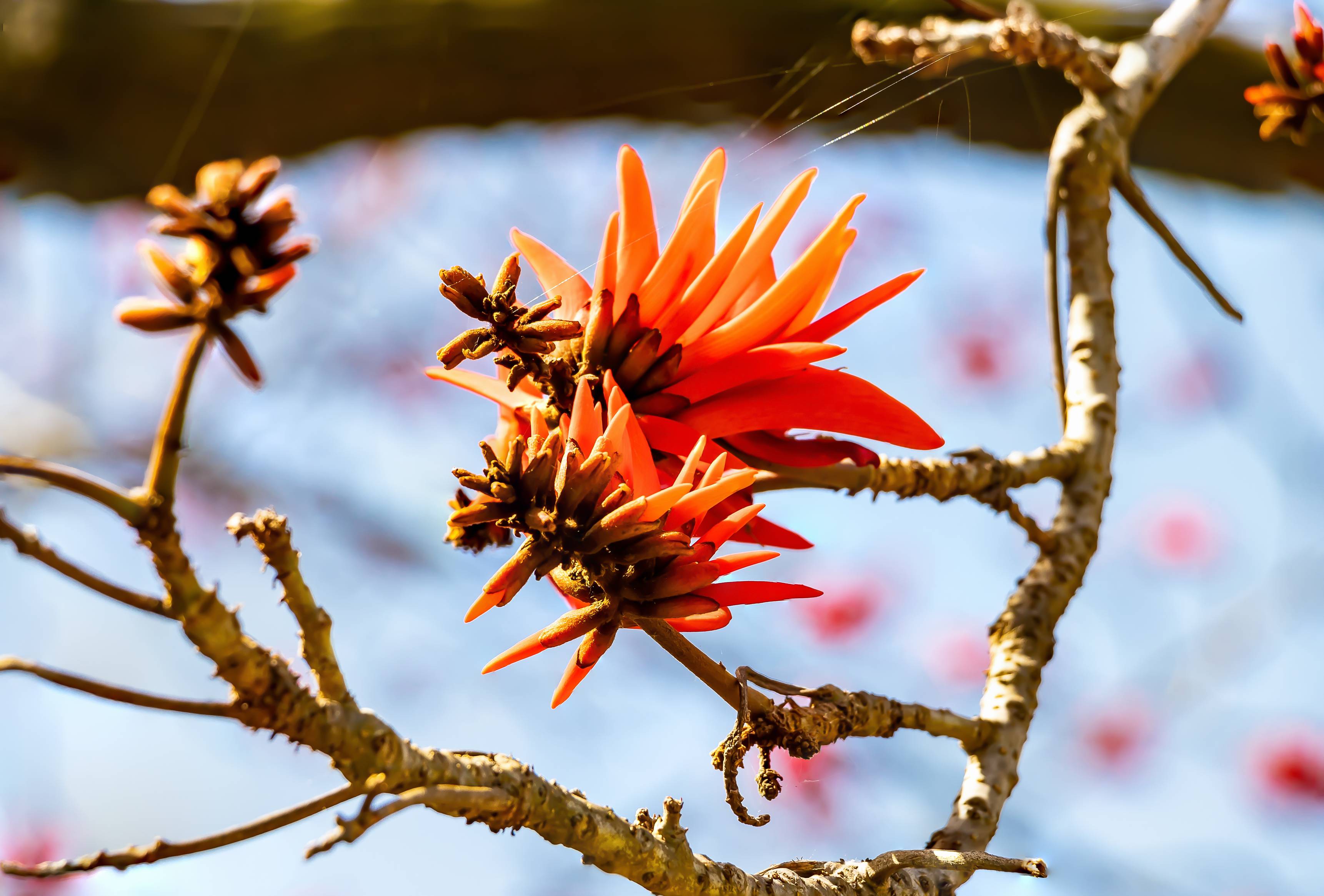 EYOMSINTSI – SHOULD NATIVE PEOPLE ACCEPT THE MEANING OF ERYTHRINA CAFFRA?