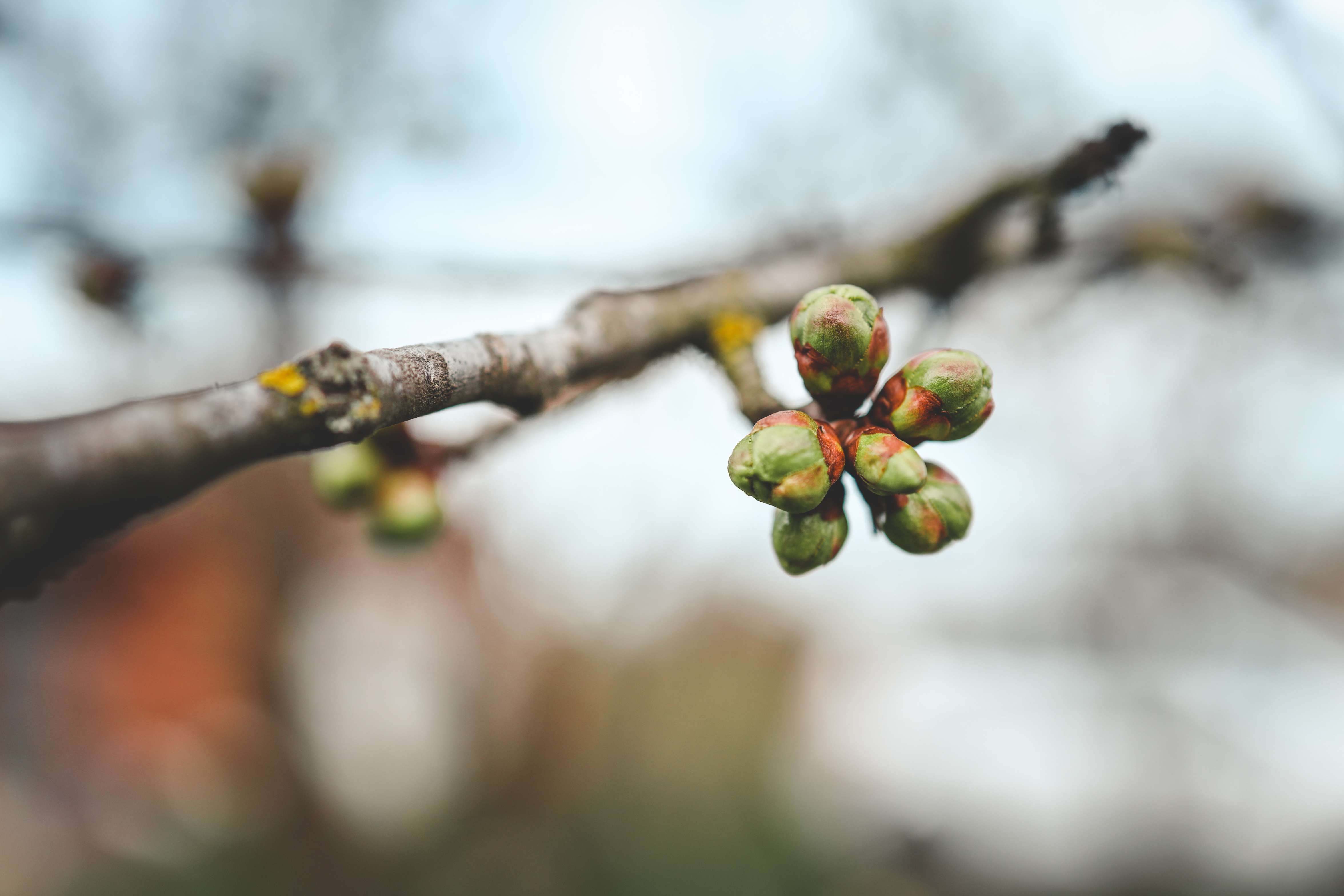 INYANGA YETHUPHA – AUGUST HAS THE IKS CONTEXT OF WINTER DOSAGE FOR FLOWERING IN PLANTS