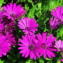 EYEDWARHA – AFRICAN DAISY IS A NEGLECTED UNDERUTILISED PLANT