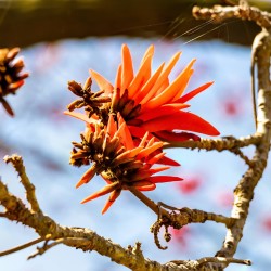 EYOMSINTSI – SHOULD NATIVE PEOPLE ACCEPT THE MEANING OF ERYTHRINA CAFFRA?